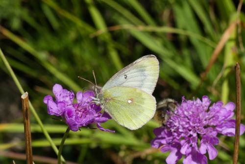 Colias phicomone